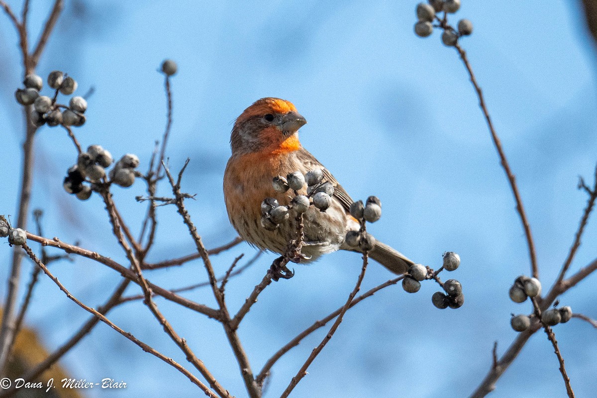 House Finch - ML536649621
