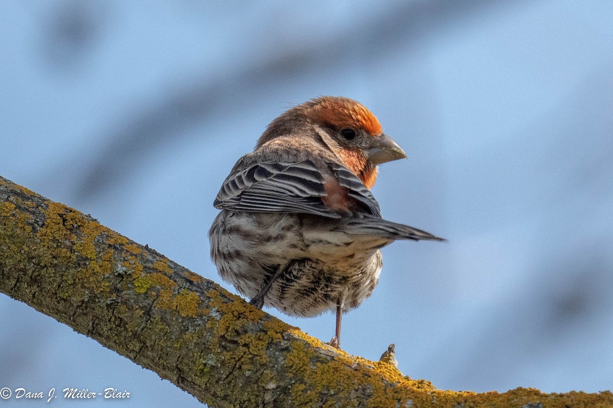 House Finch - ML536649681