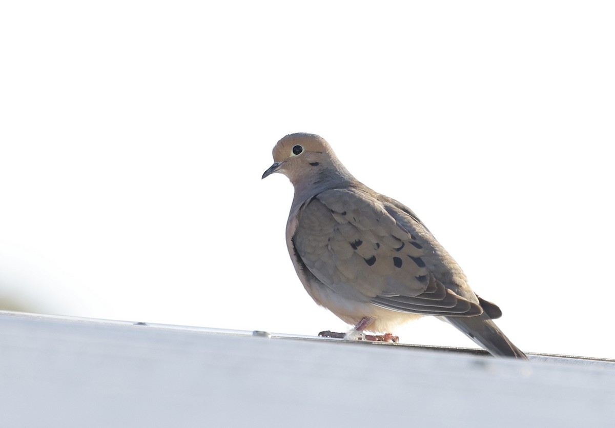 Mourning Dove - ML536650461