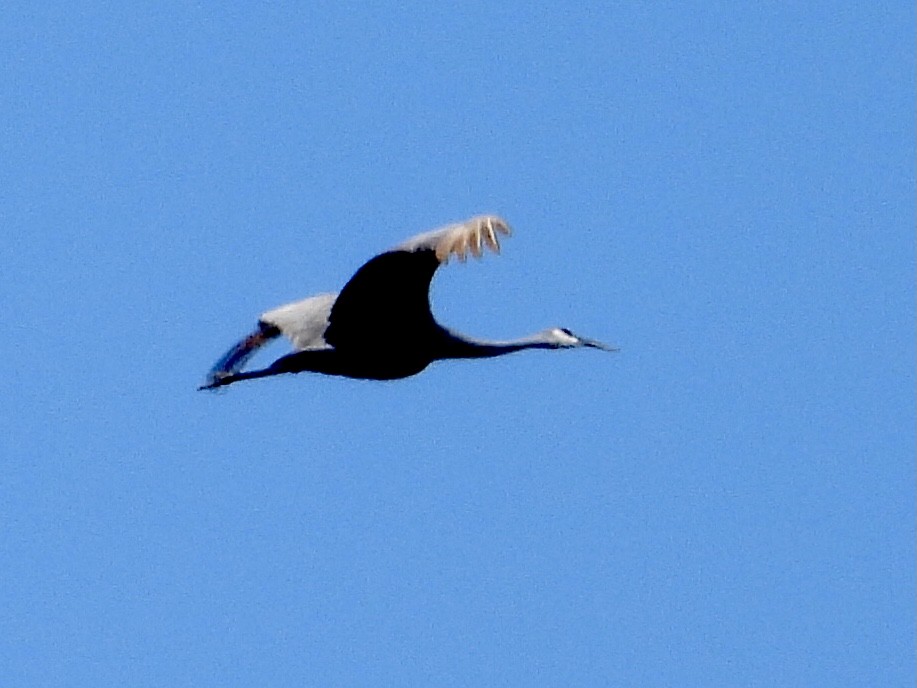 Sandhill Crane - Alice Simmons