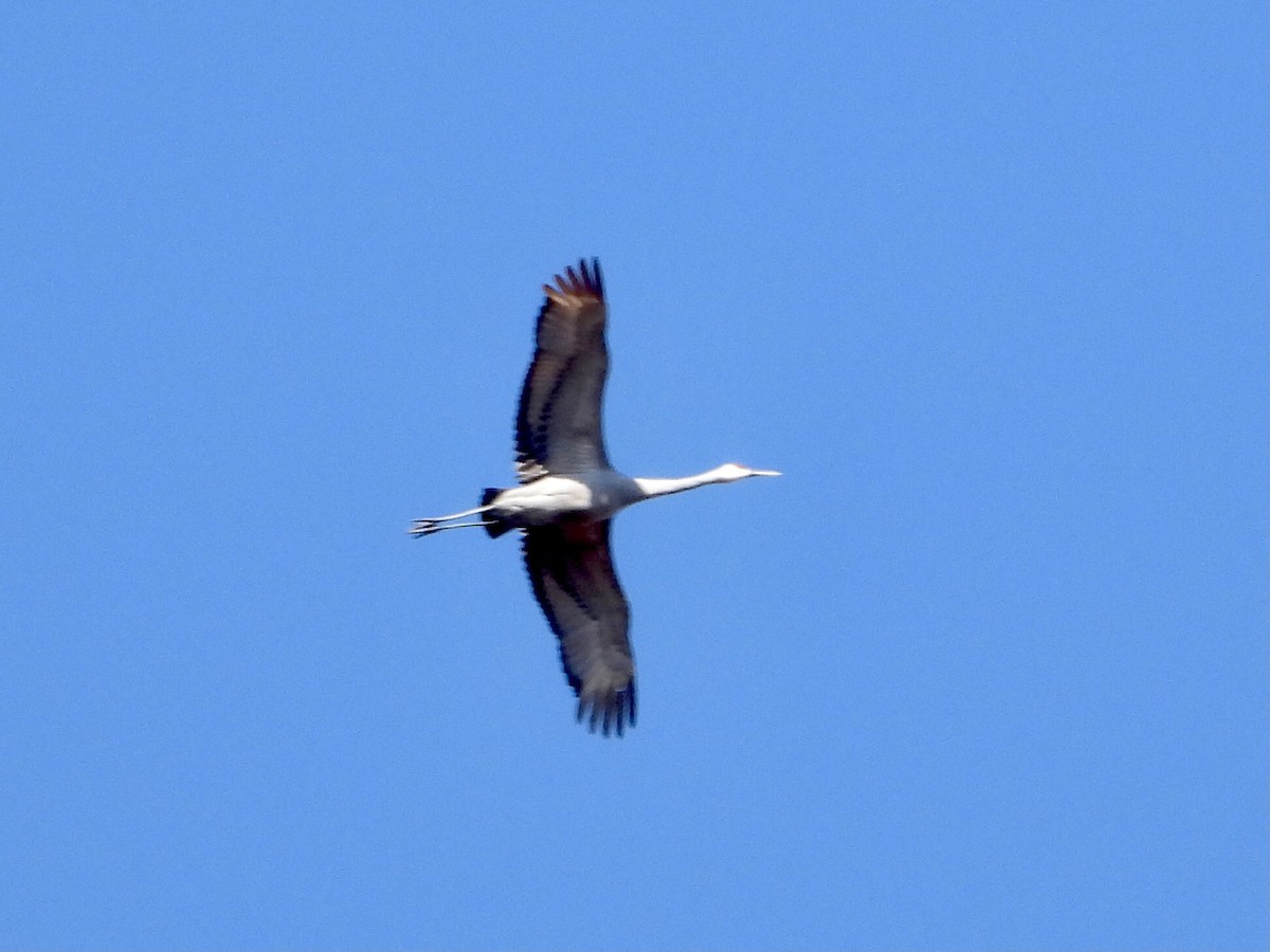 Sandhill Crane - ML536652611