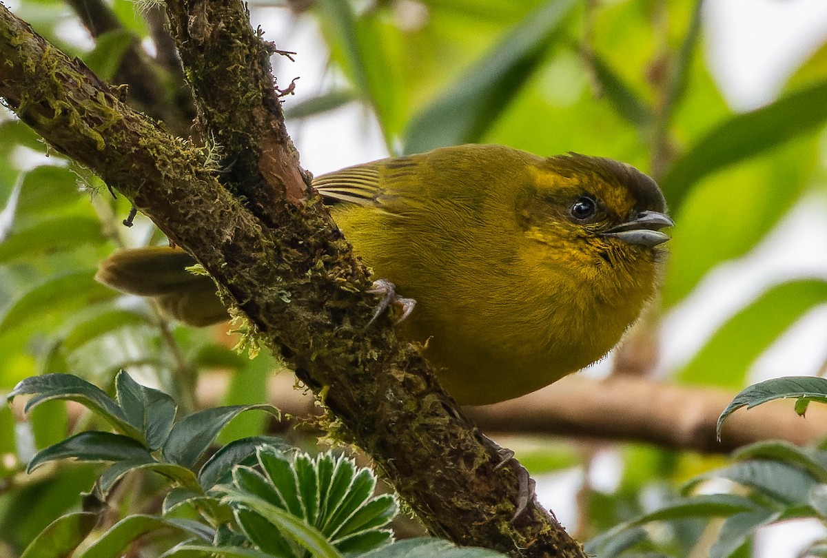 Parodi's Hemispingus - Anonymous