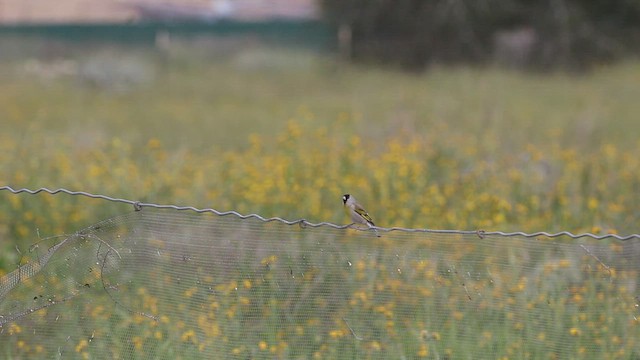 Lawrence's Goldfinch - ML536653831