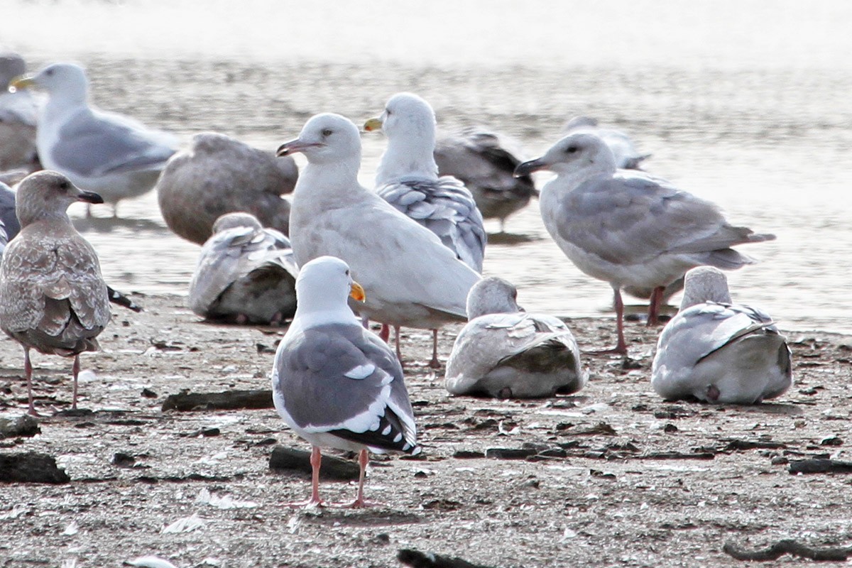 Glaucous Gull - ML536656191