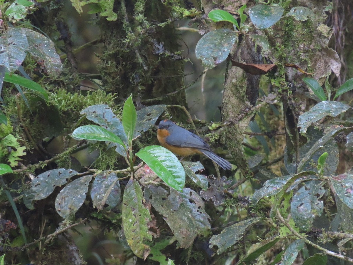 Rufous-crested Tanager - ML536656271