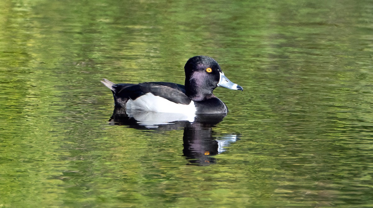 Ring-necked Duck - ML536656361