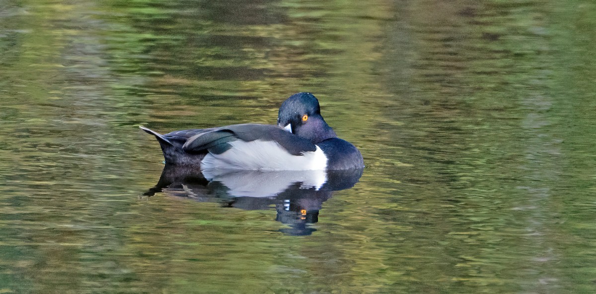 Ring-necked Duck - ML536656381