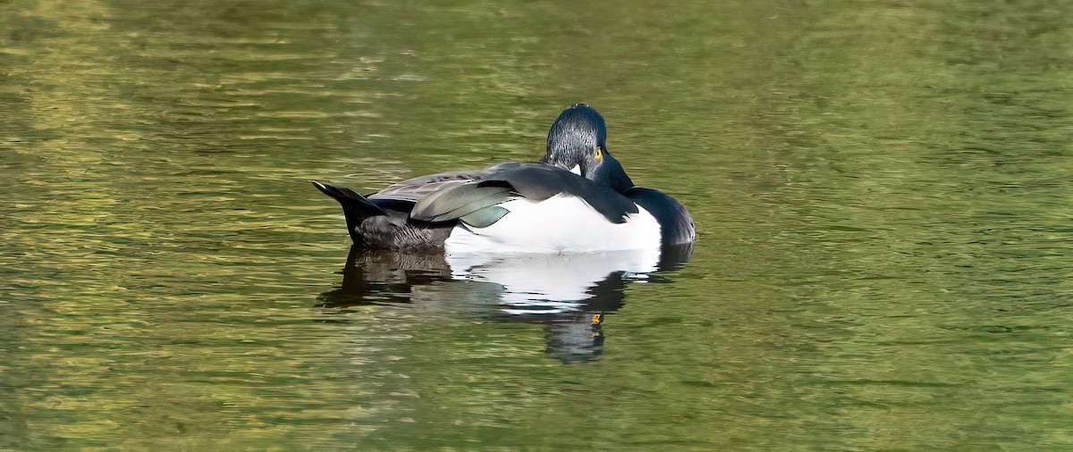 Ring-necked Duck - ML536656391