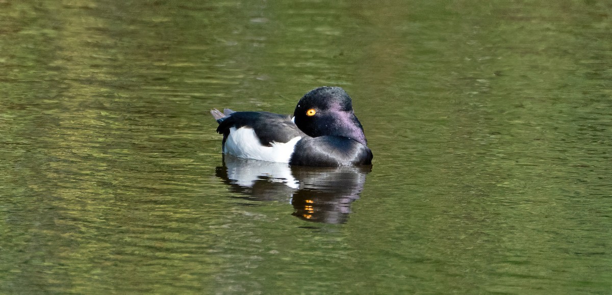 Ring-necked Duck - ML536656401