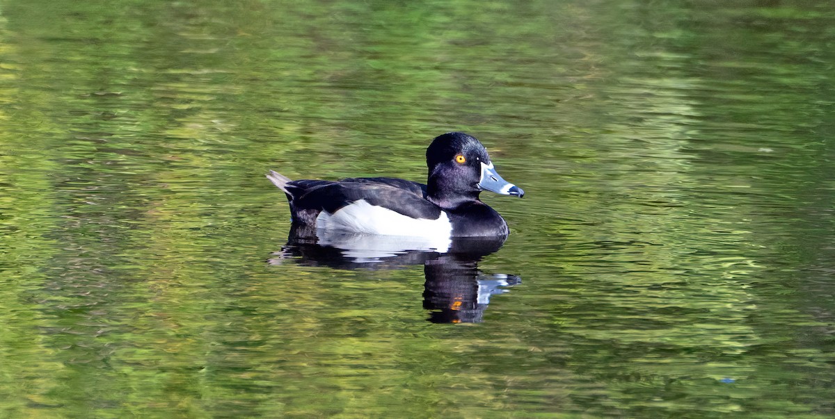 Ring-necked Duck - ML536656411