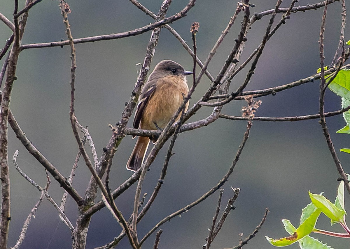 White-winged Black-Tyrant - Steve Juhasz