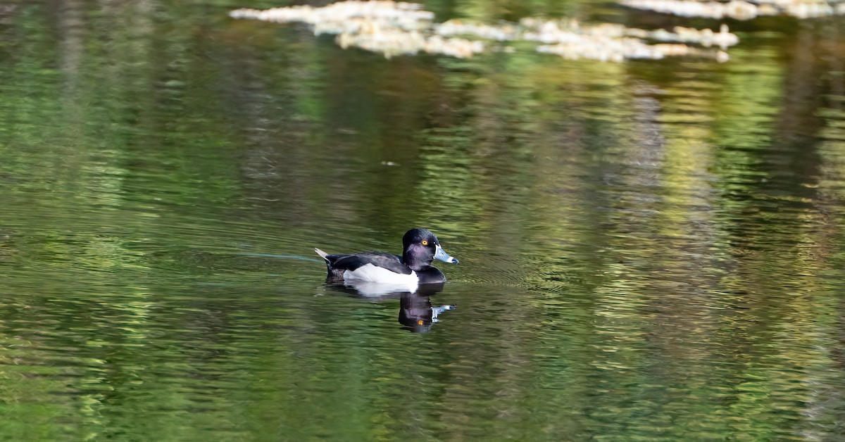 Ring-necked Duck - ML536656451