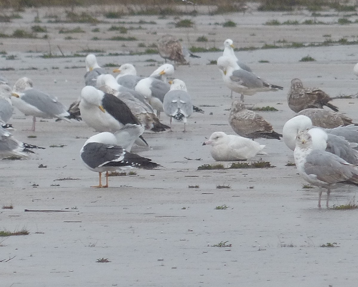 Glaucous Gull - ML53665751