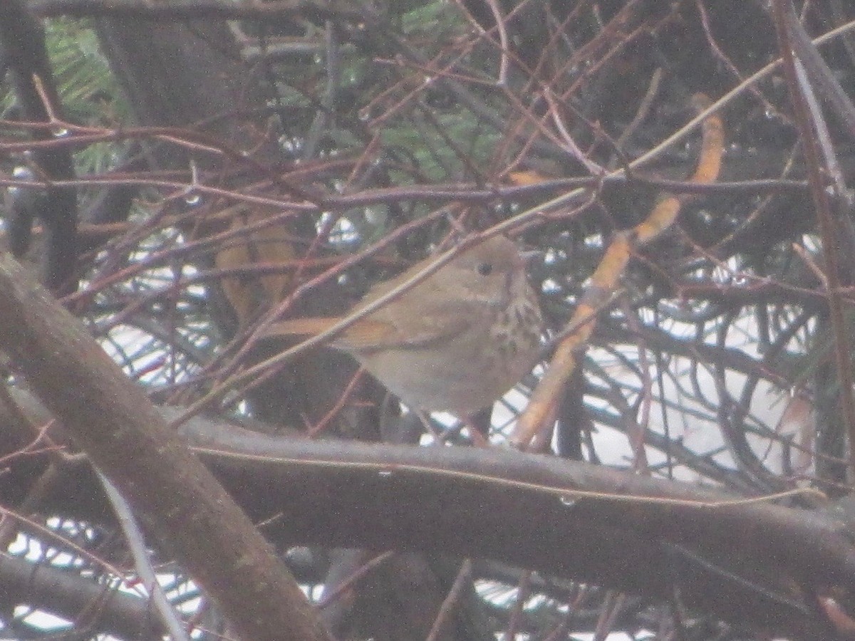 Hermit Thrush - ML53665761