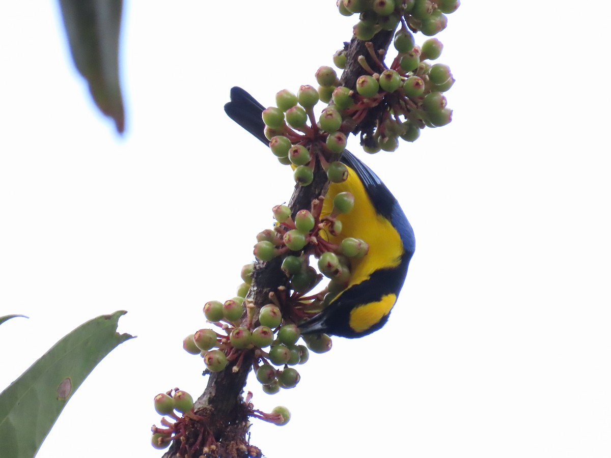 Blue-winged Mountain Tanager - ML536657911