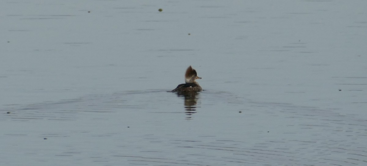 Hooded Merganser - ML536658641