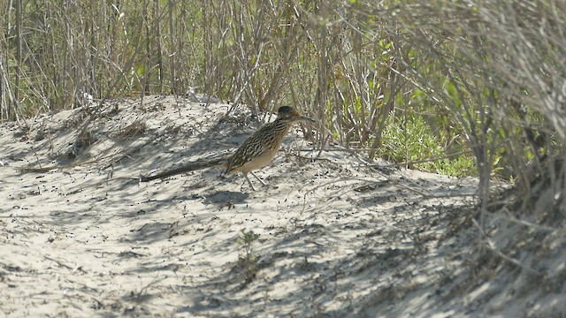 Greater Roadrunner - ML536659041