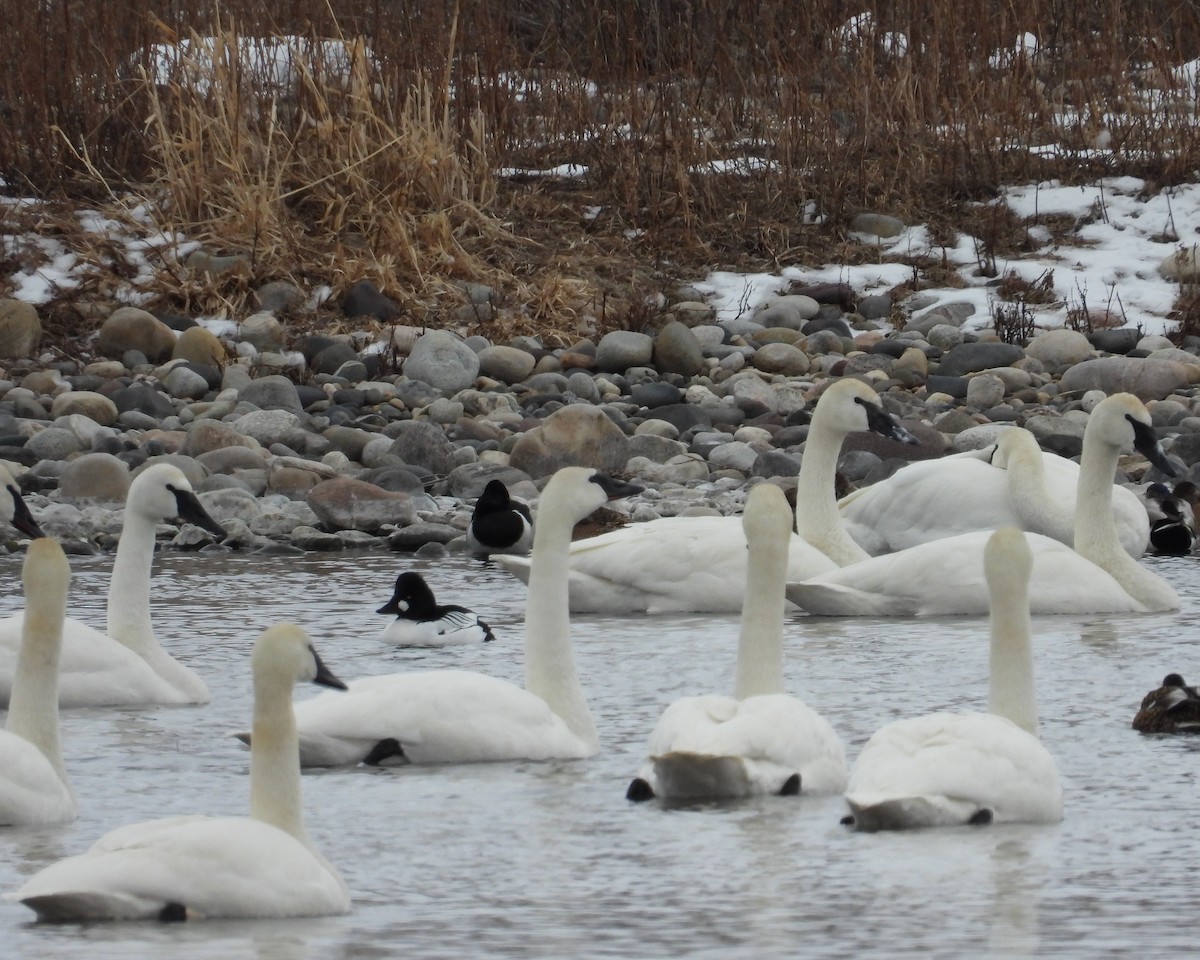 Common Goldeneye - ML536659241