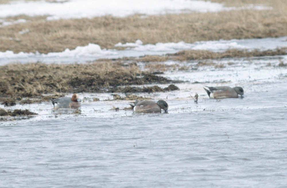 Eurasian Wigeon - ML53666031