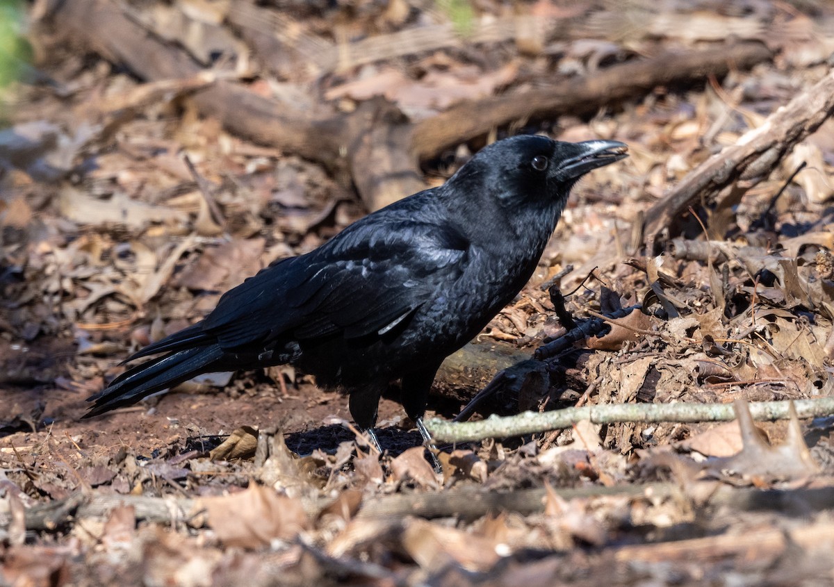 American Crow - ML536660401