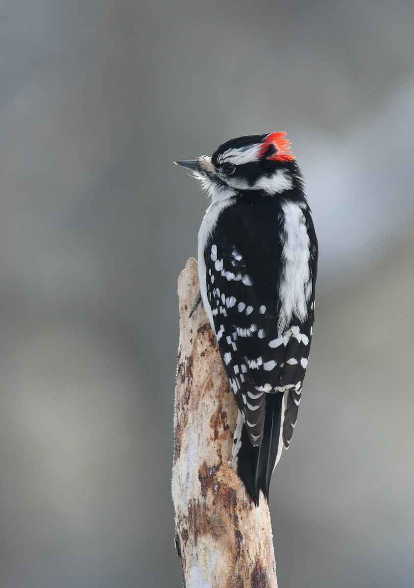 Downy Woodpecker - ML536661901