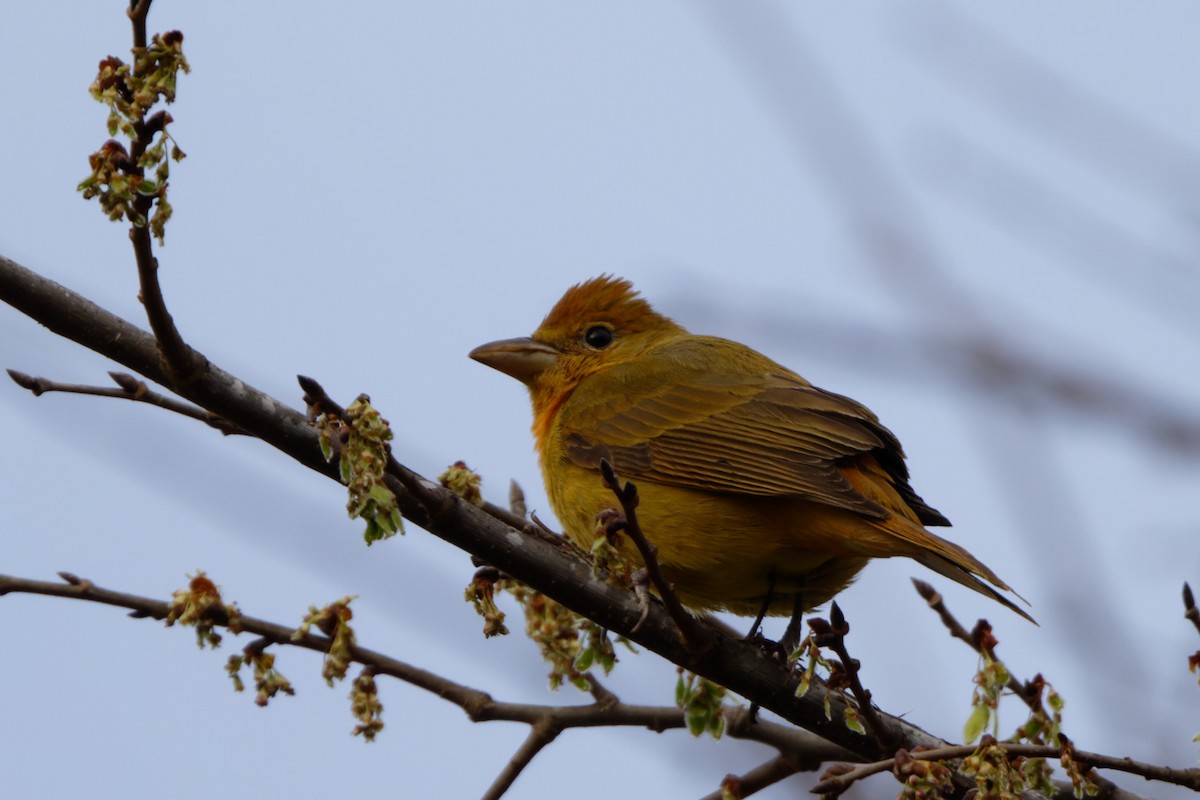 Summer Tanager - ML536662001