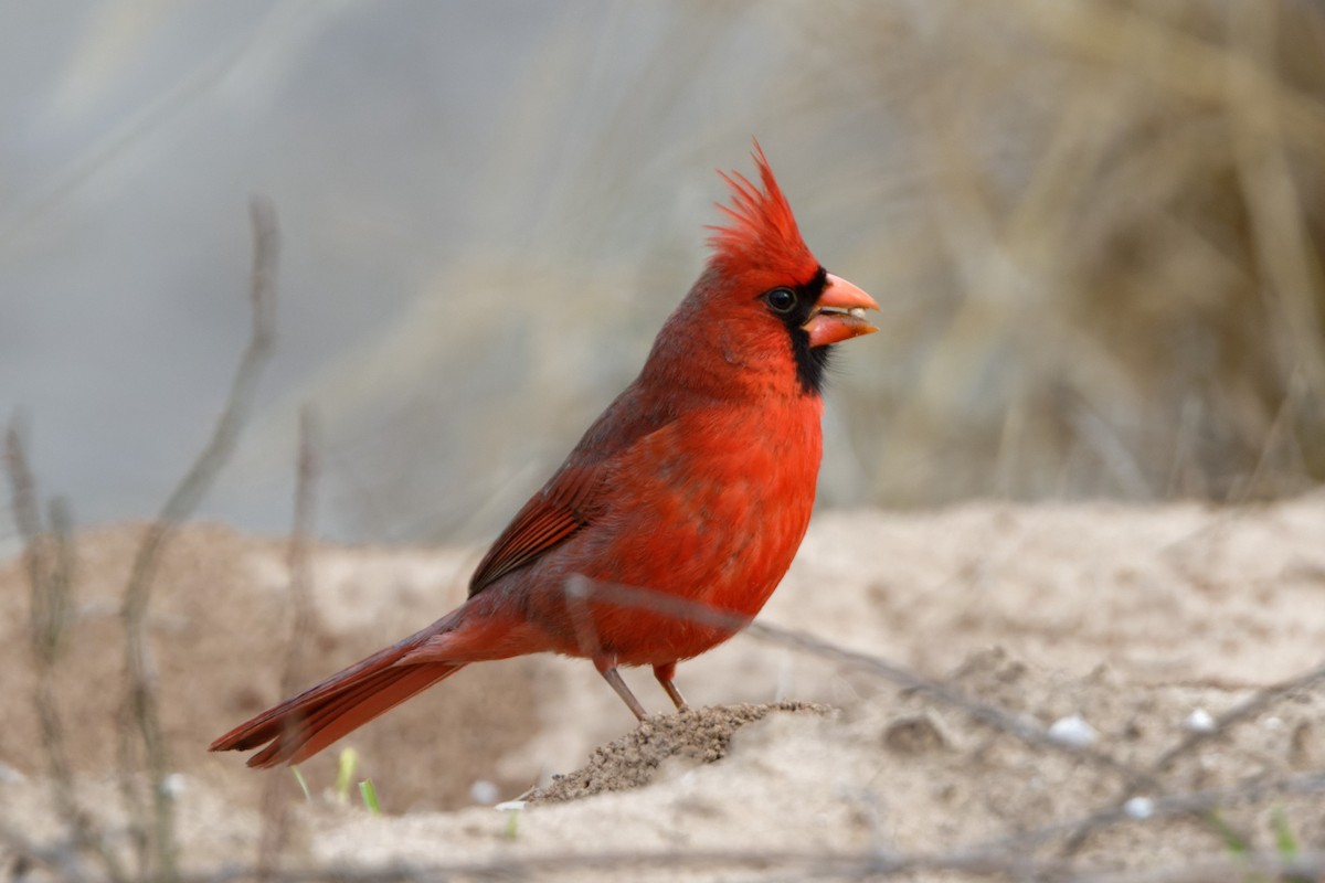 Northern Cardinal - ML536662121