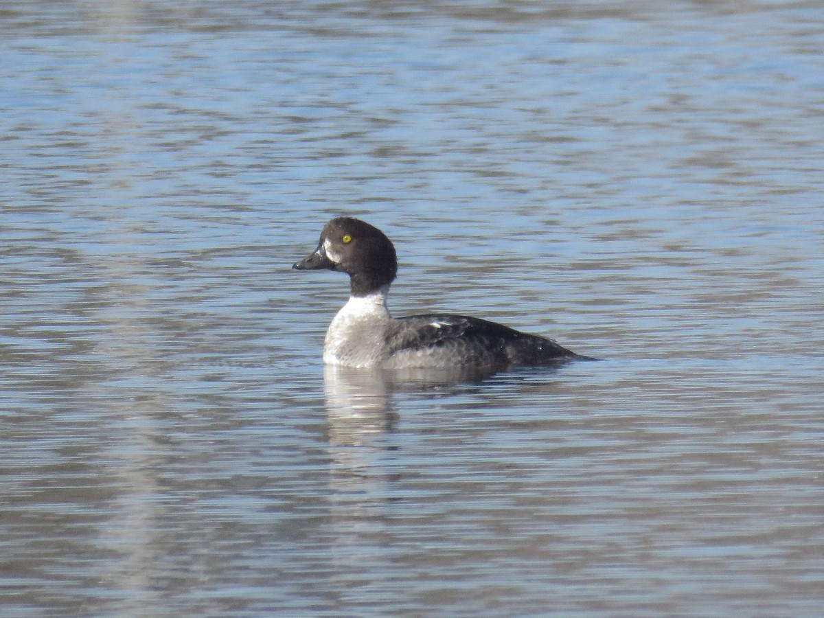 Barrow's Goldeneye - ML536662441