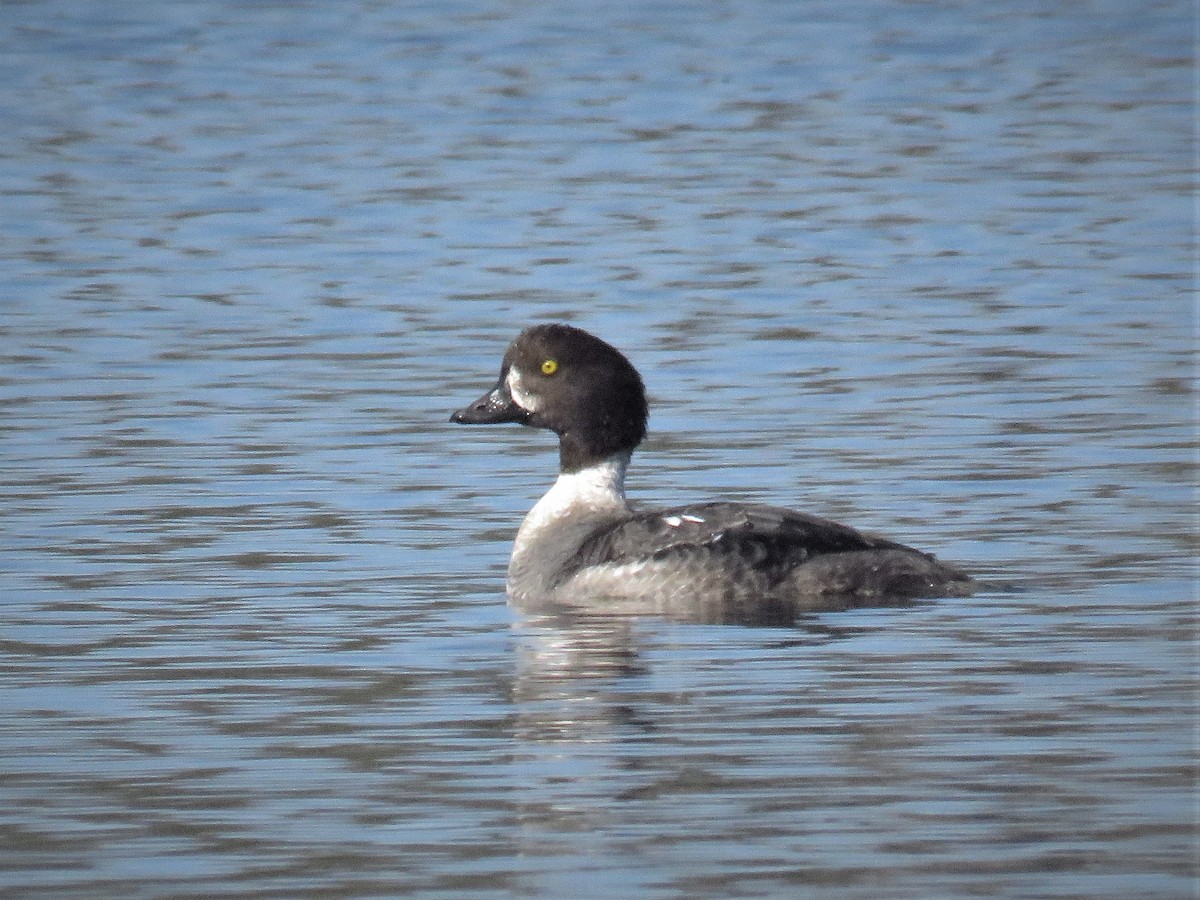 Barrow's Goldeneye - ML536662781
