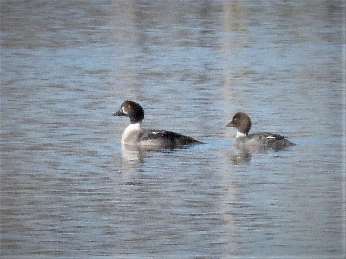 Barrow's Goldeneye - ML536663371