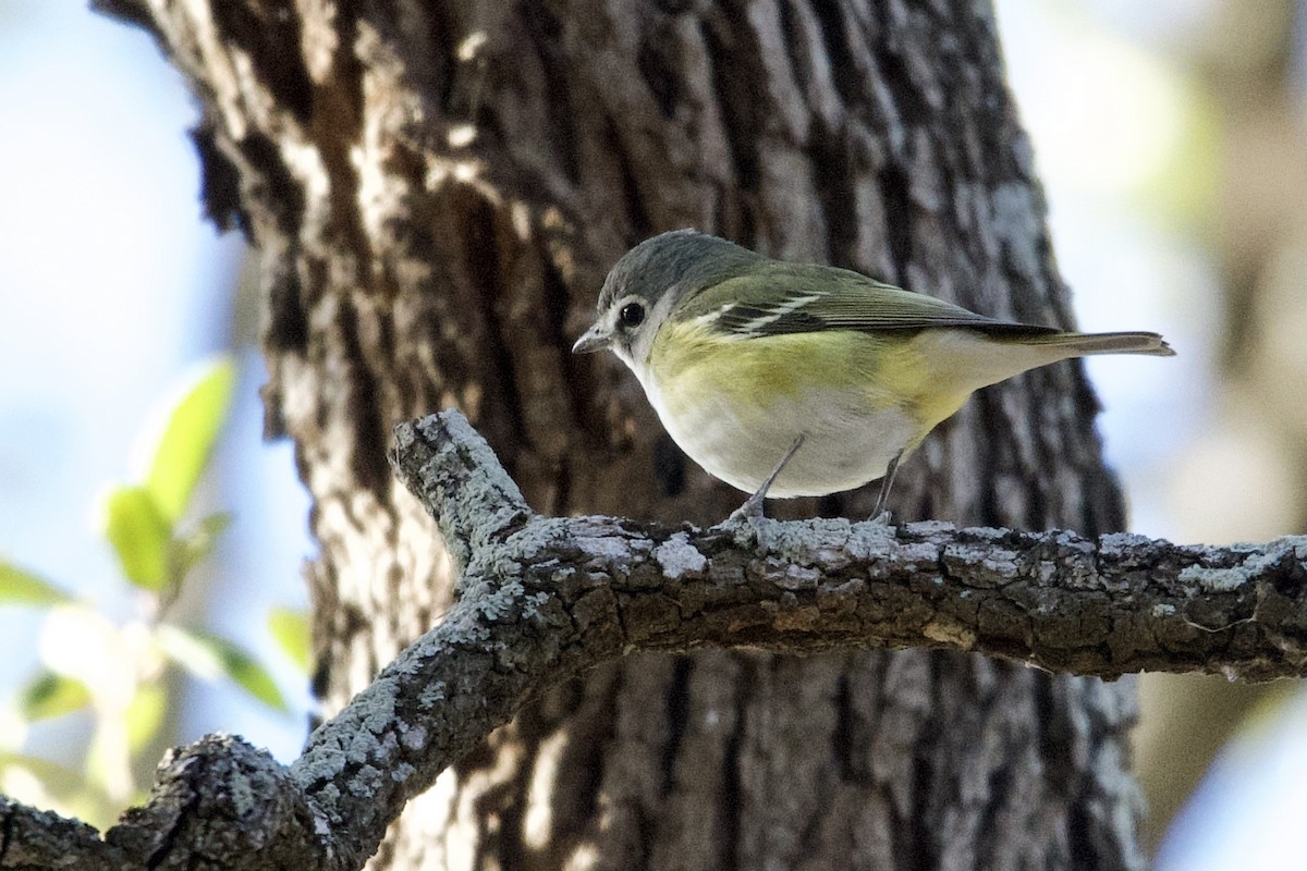 Blue-headed Vireo - Nate Sabo