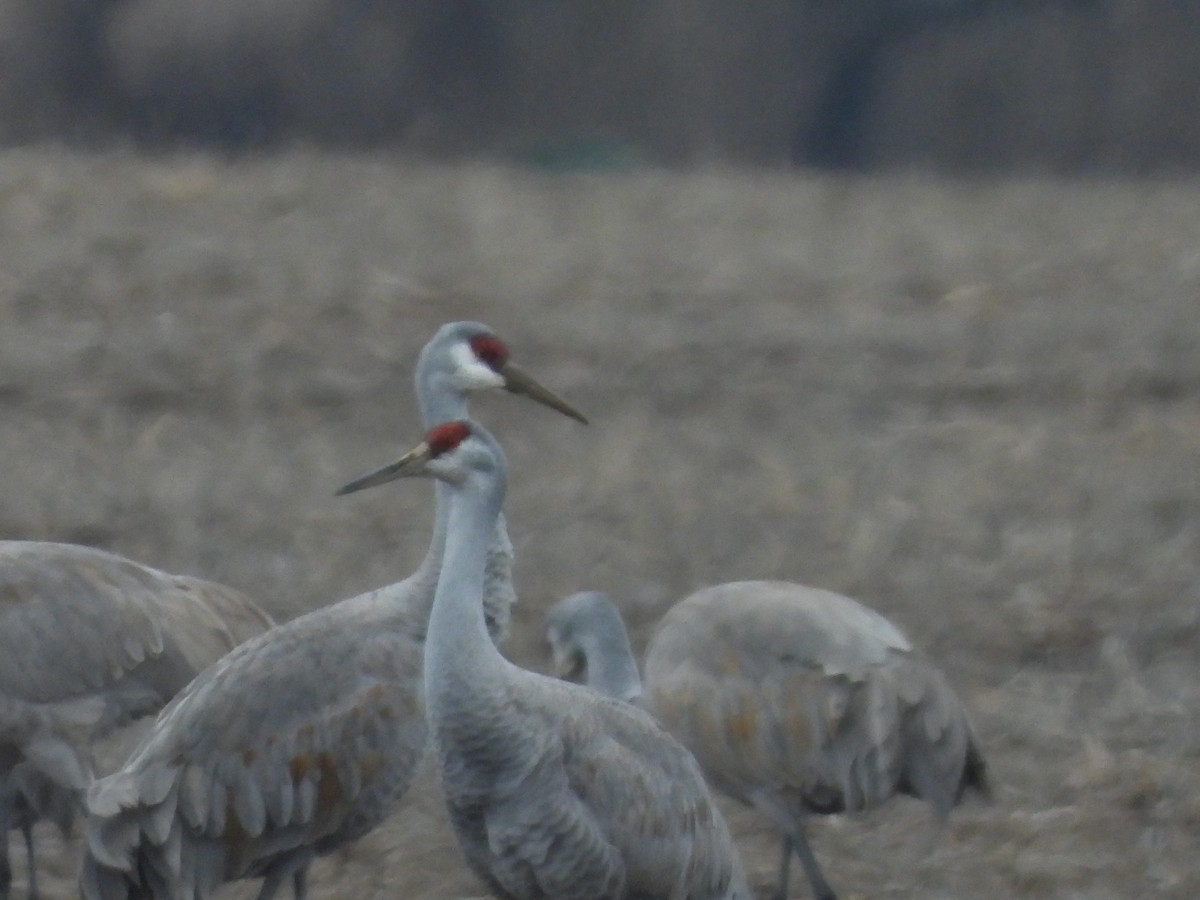 Sandhill Crane - ML536665891