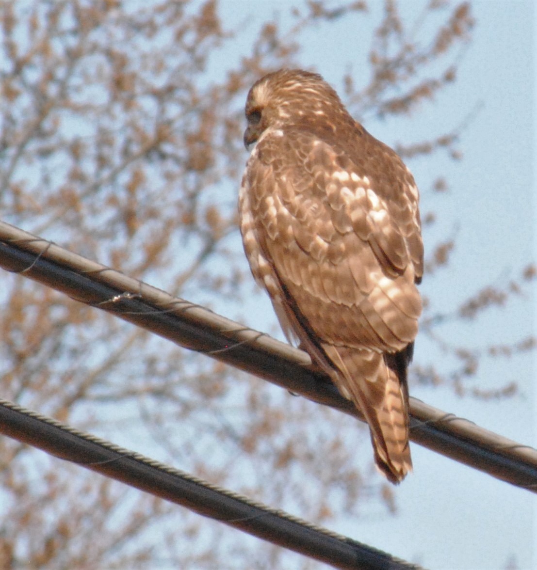 Red-tailed Hawk - ML536666661