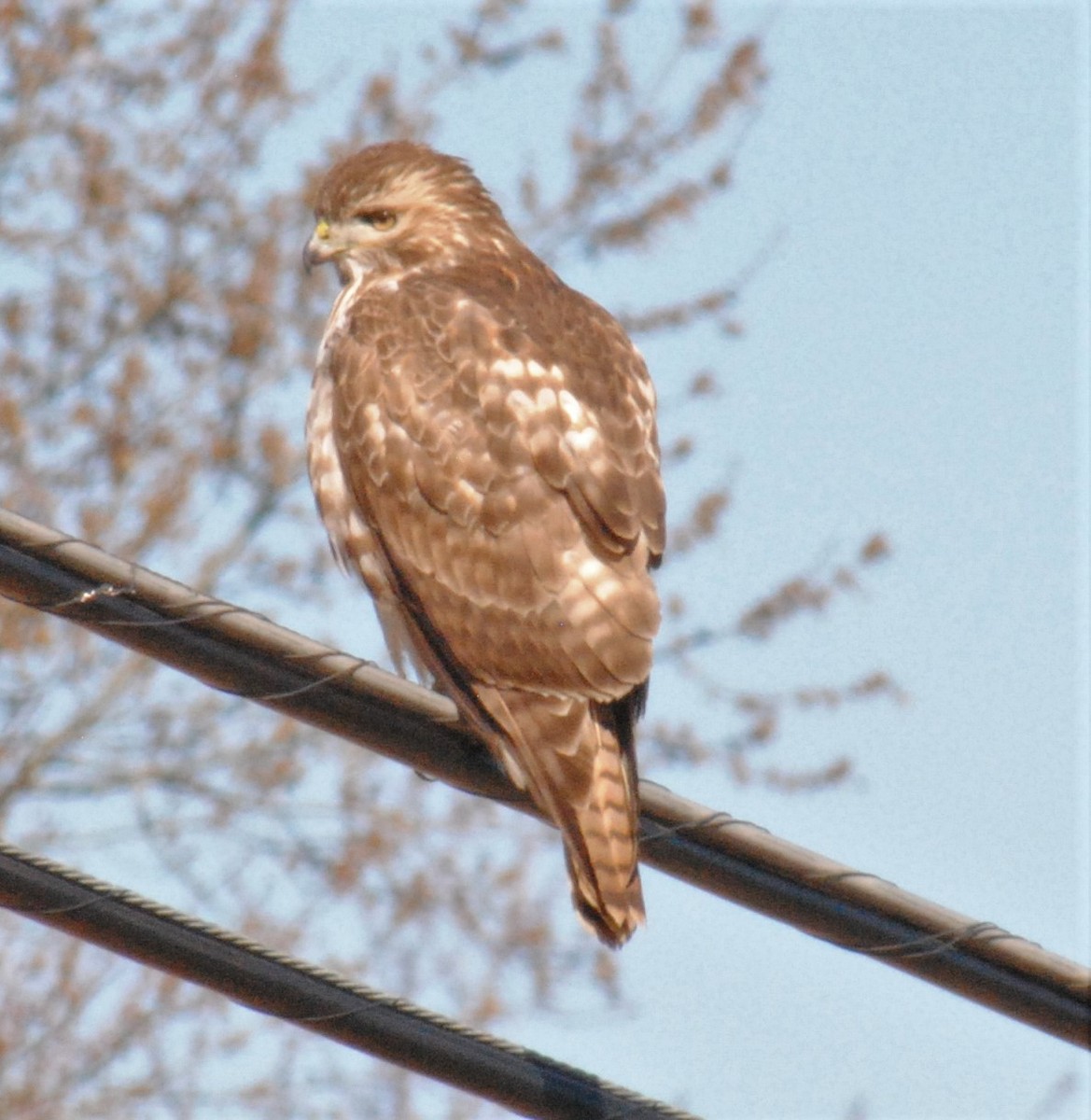 Red-tailed Hawk - ML536666771