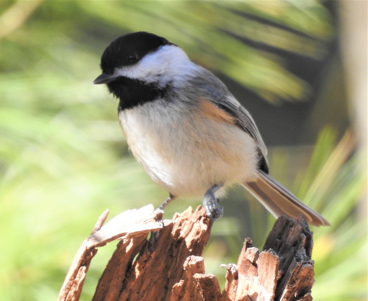 Black-capped Chickadee - ML536666841