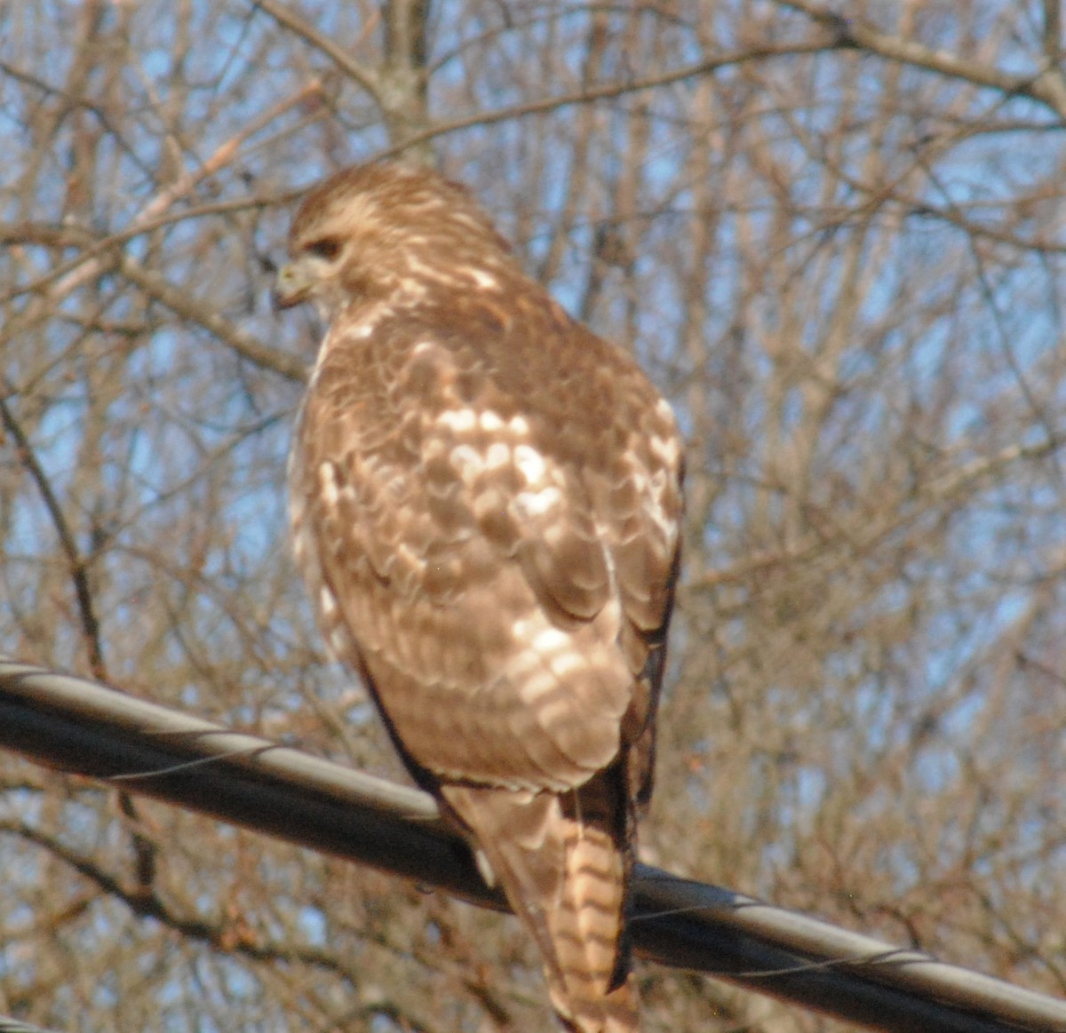 Red-tailed Hawk - ML536666961