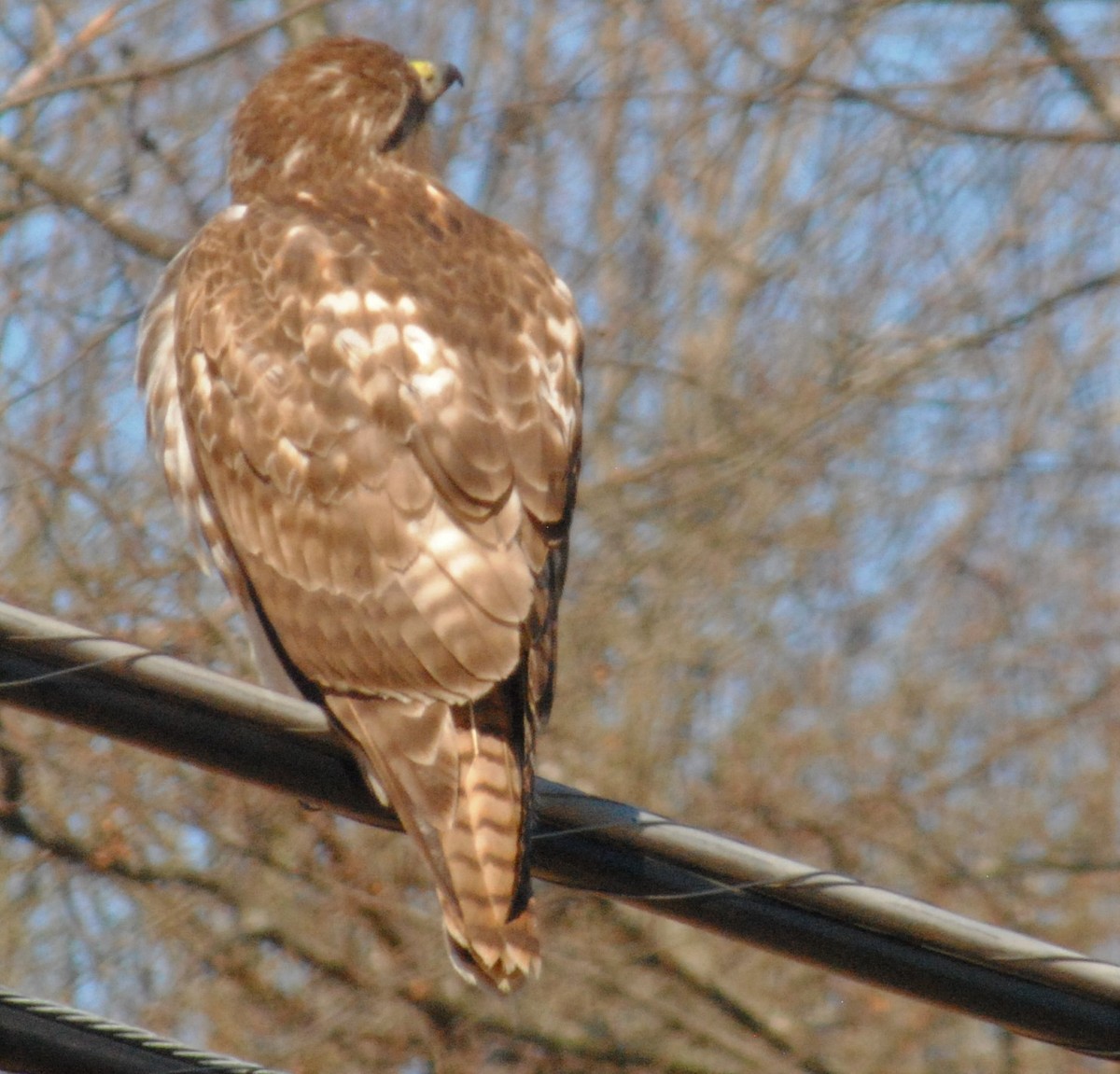 Rotschwanzbussard - ML536667141