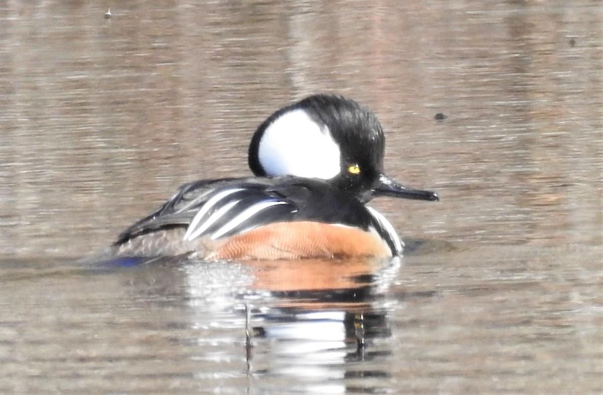 Hooded Merganser - ML536667161