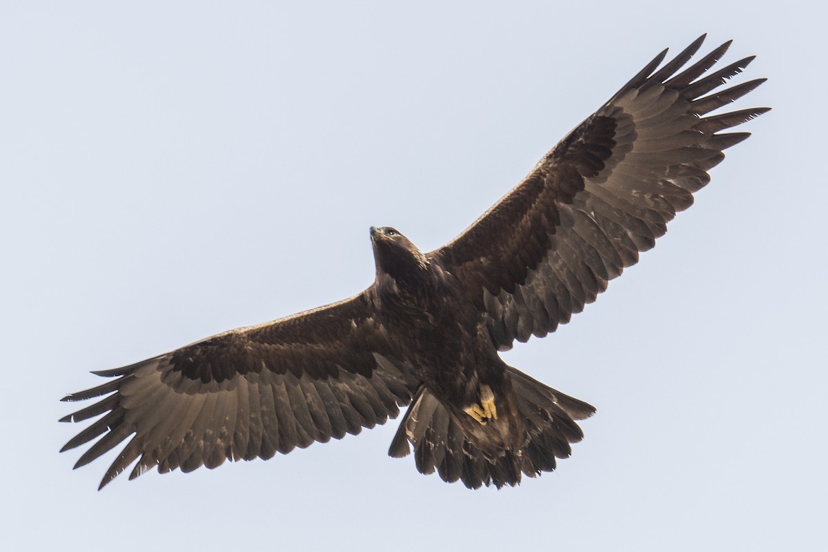 Golden Eagle - Jeff Bleam