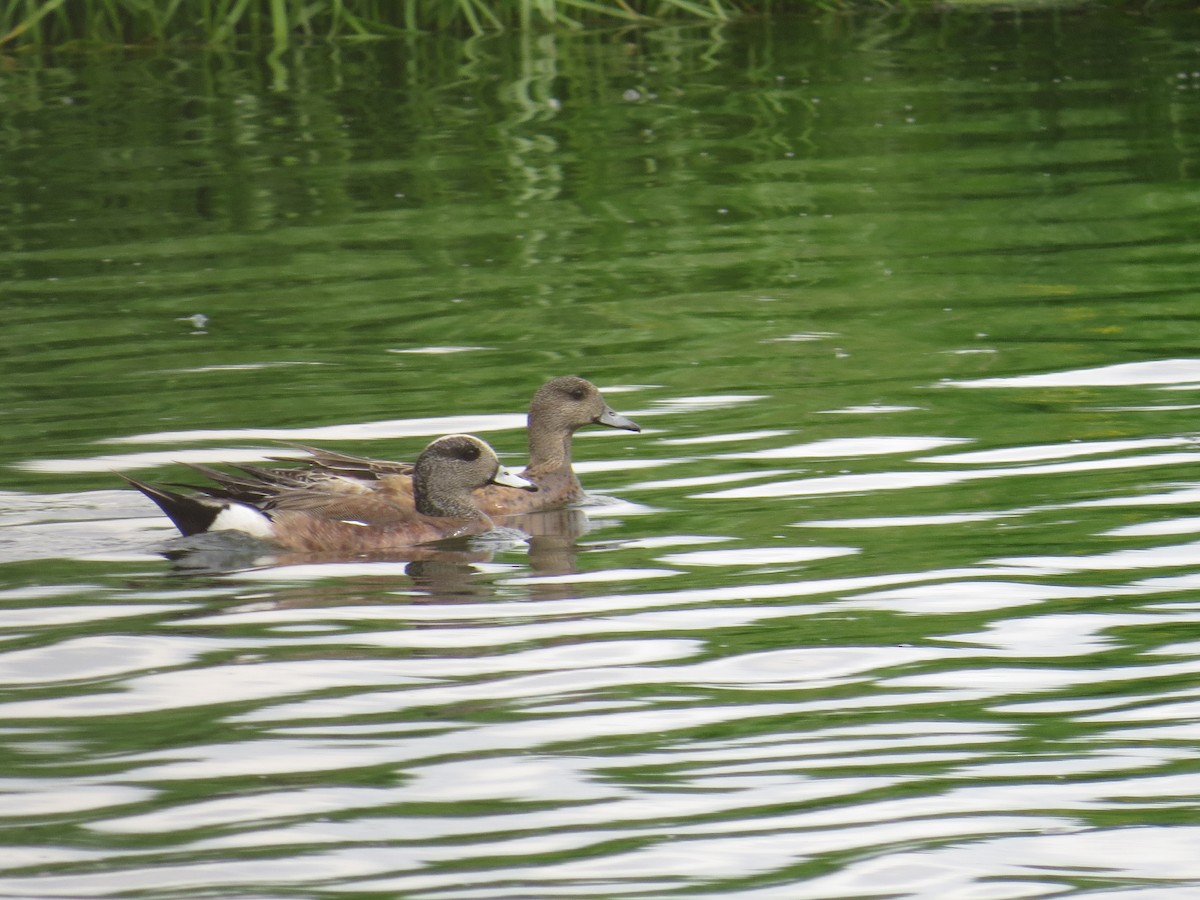 American Wigeon - ML536668211