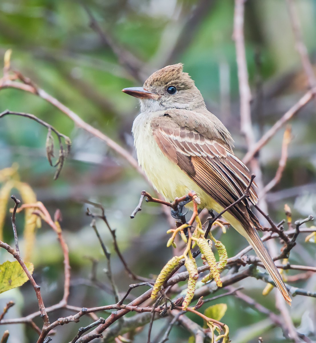 Great Crested Flycatcher - ML536668371