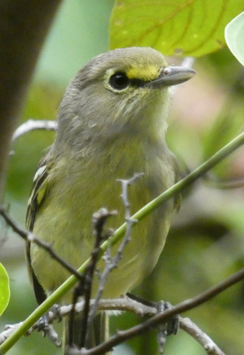 Kalın Gagalı Vireo - ML536668581