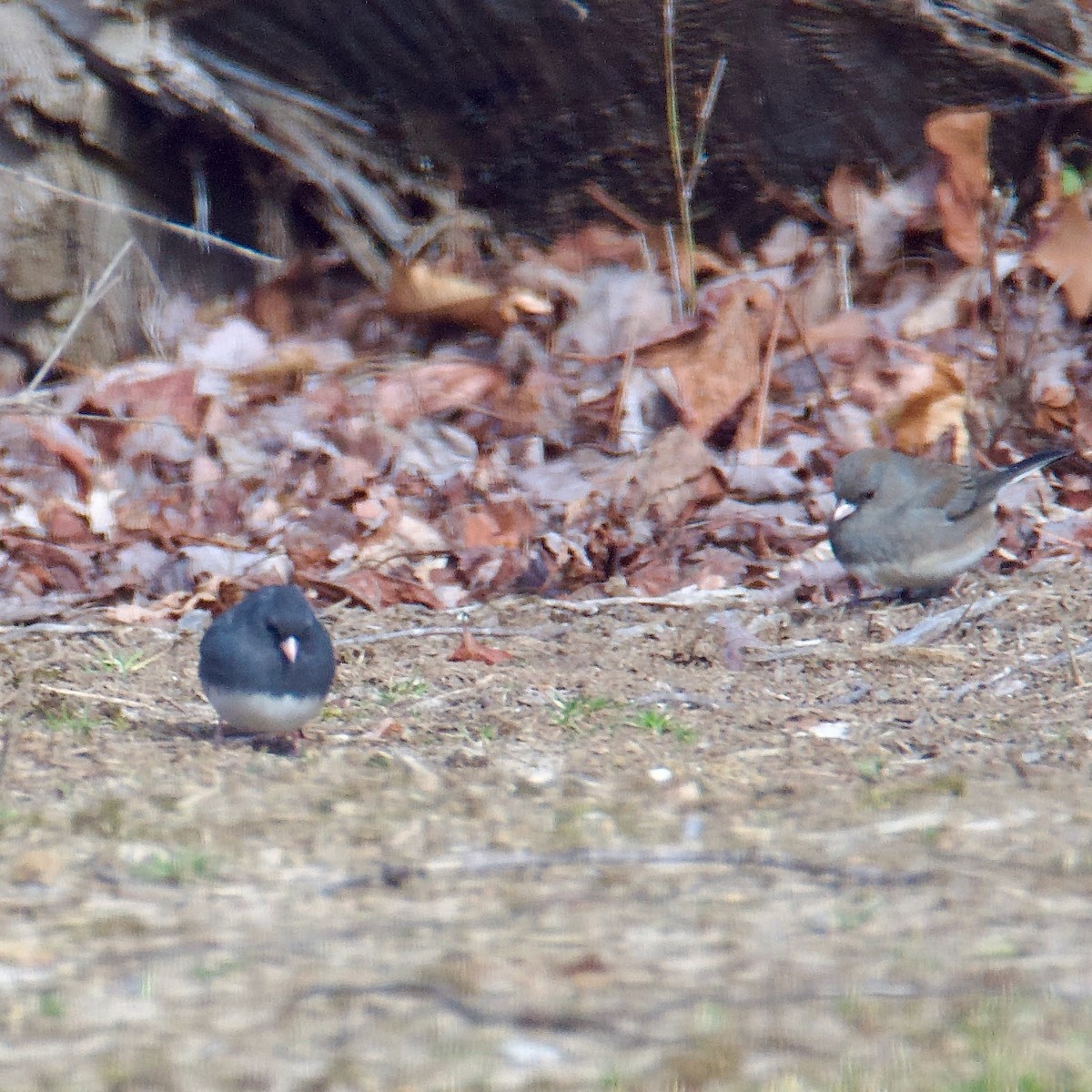 Dark-eyed Junco - Cheryl & Scott Taylor