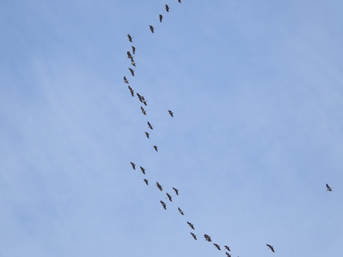 Sandhill Crane - Sam Ivande