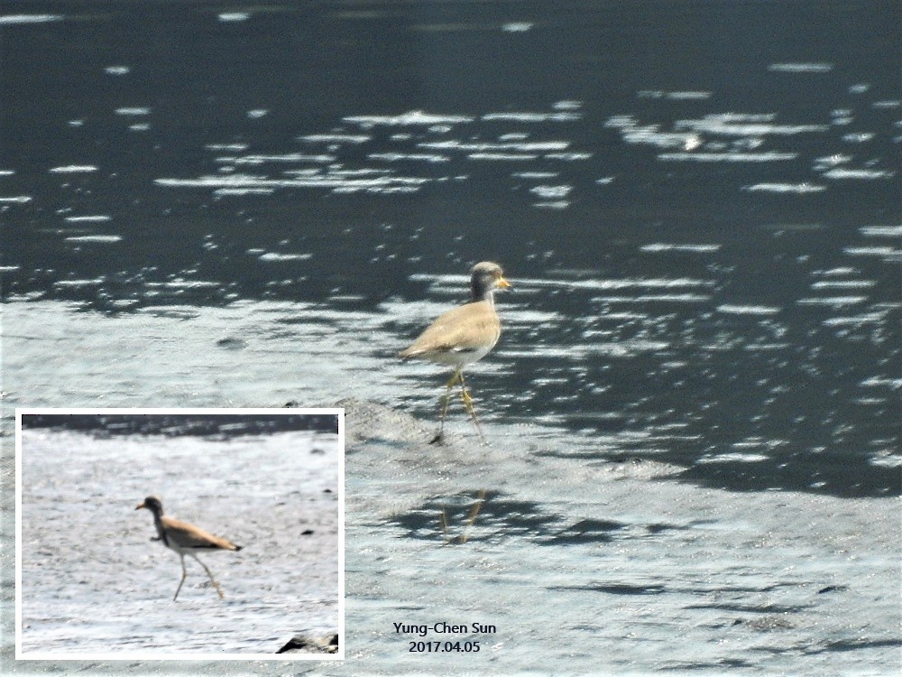 Gray-headed Lapwing - ML53666981