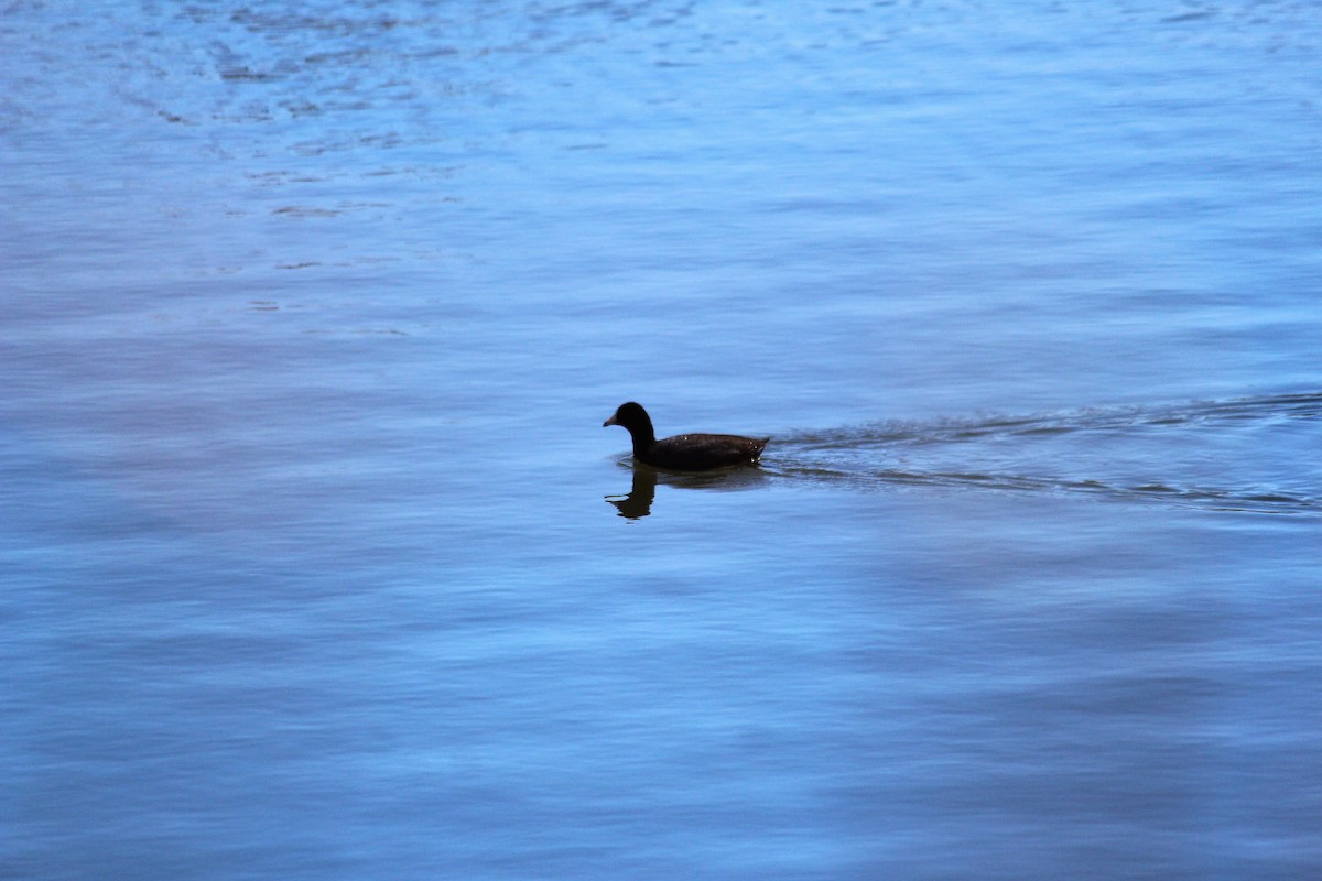 American Coot - ML53667211