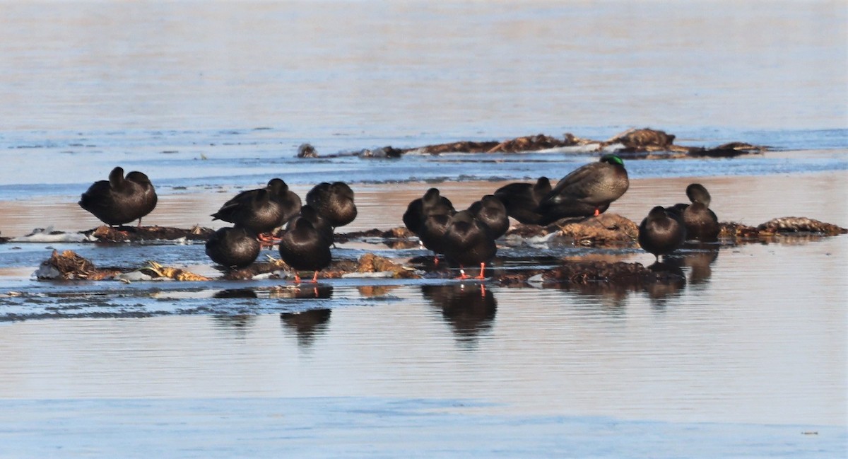 American Black Duck - ML536672921