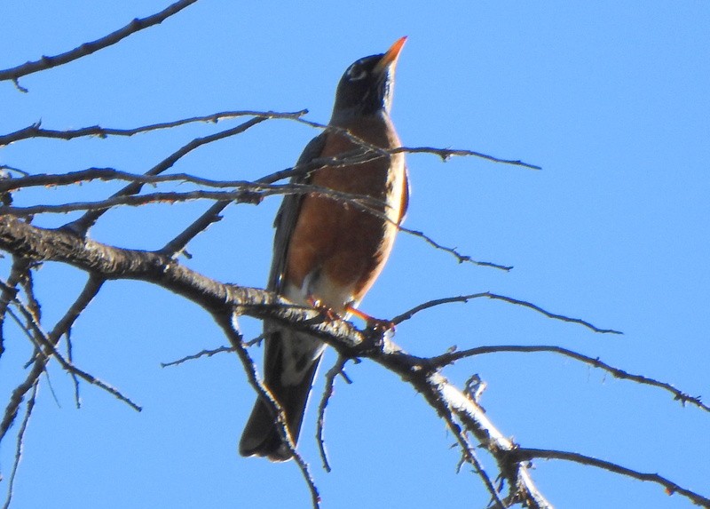 American Robin - Andy Frank