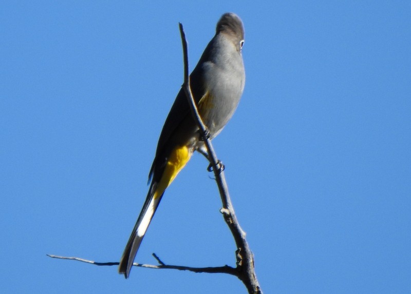 Gray Silky-flycatcher - Andy Frank