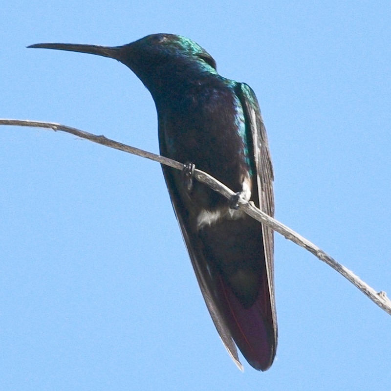 kolibřík tropický - ML536674731